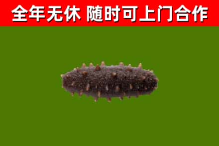 大兴安岭地区回收海参干